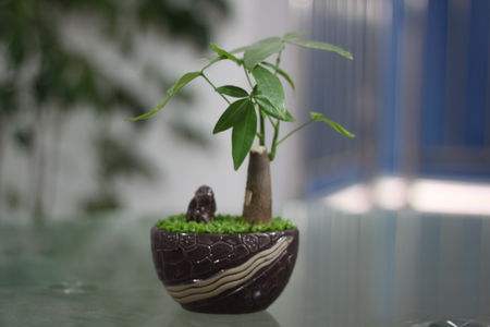 ��ͥ����ȩ��ֲ��Ч���ò�����