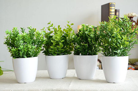 ����ȩ�Gɫֲ��